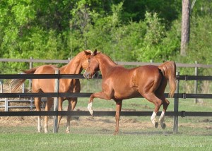 Horses - Rustic Trail Stable