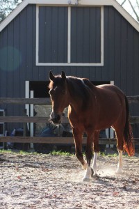 Horses - Rustic Trail Stable