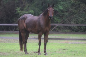 Horses - Rustic Trail Stable