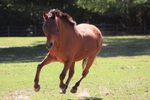 Horses - Rustic Trail Stable