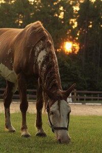 Rustic Trail Stable